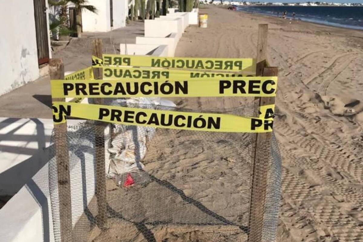 Inicia temporada de anidación de tortuga golfina en Kino