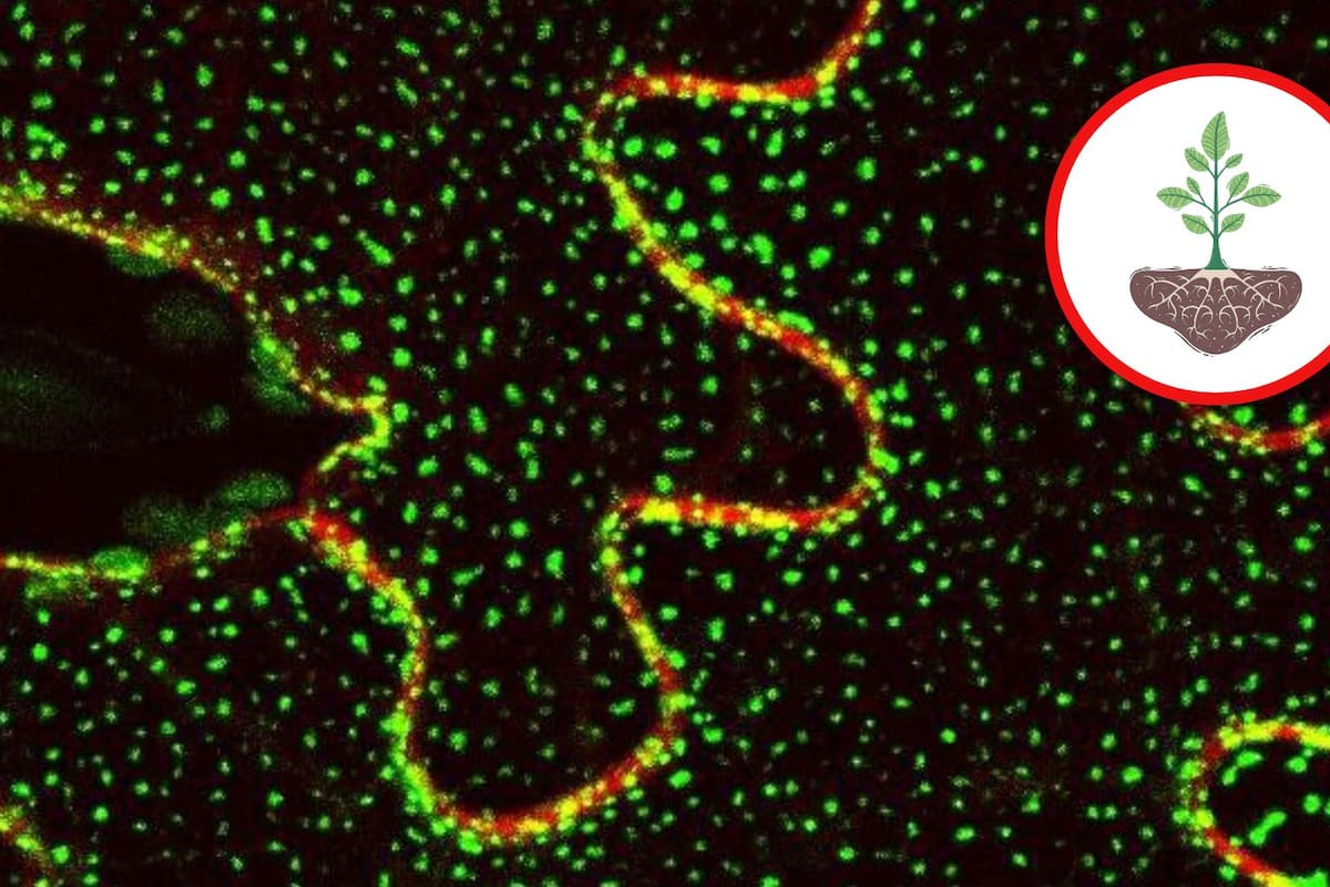 Hallazgo revela el mecanismo de defensa de las plantas frente al estrés ambiental continuo