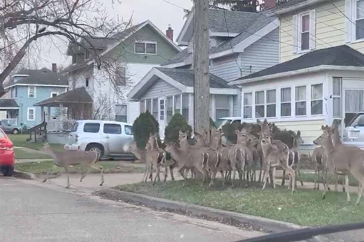 Ciervos salen a pasear por las calles de Michigan