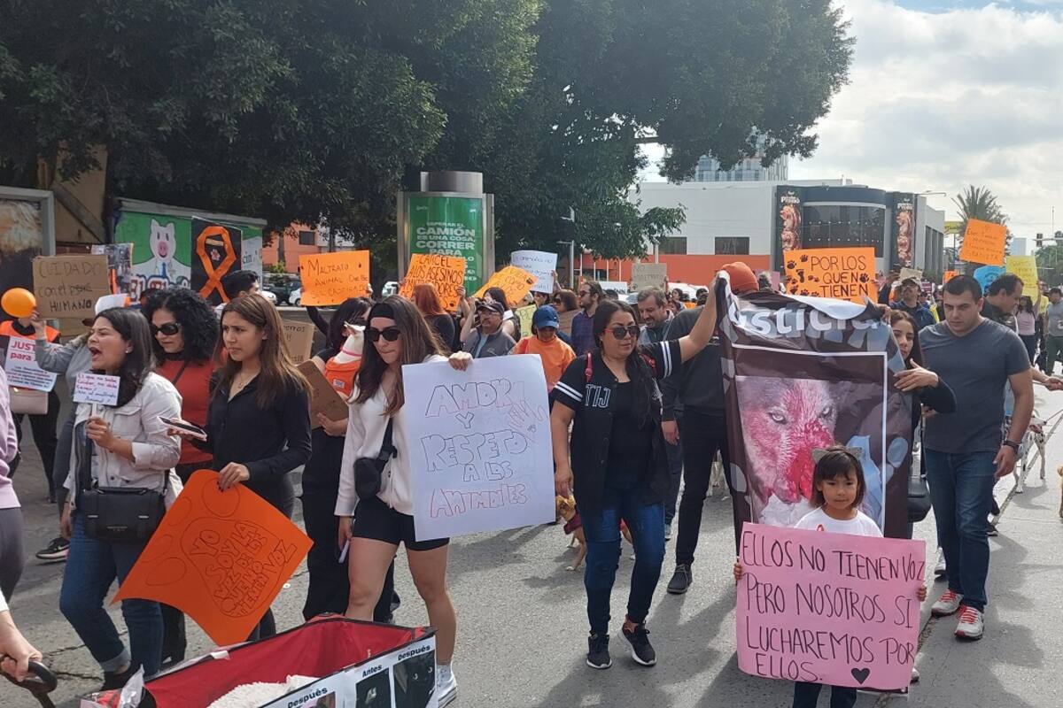 Exigen proteger a animales