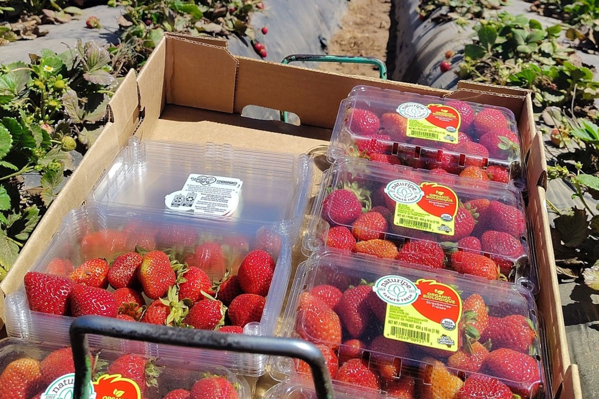 Cosechas de San Quintín en riesgo por bloqueo carretero