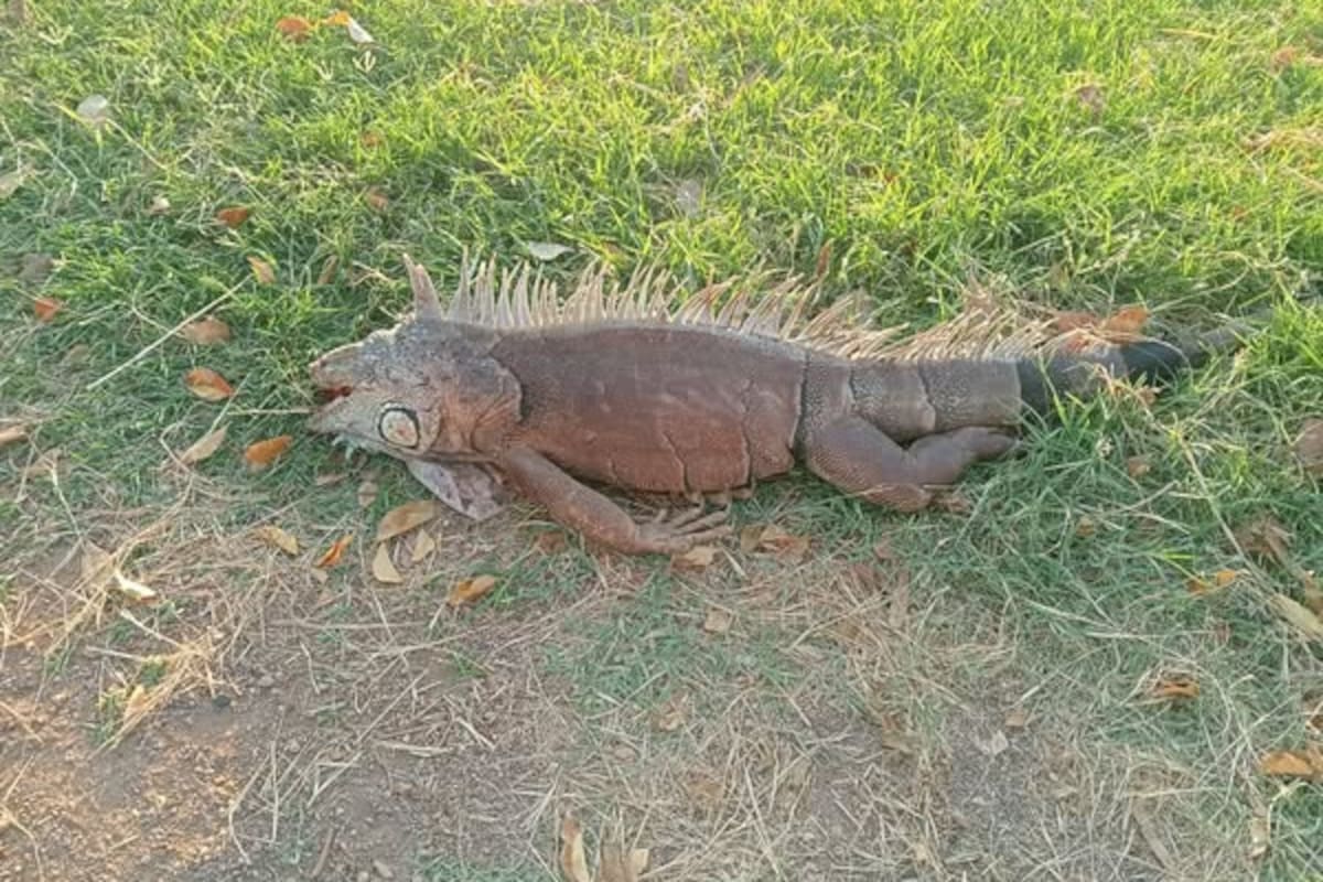 Promotora descarta contaminación en la Laguna del Náinari tras hallazgo de fauna muerta