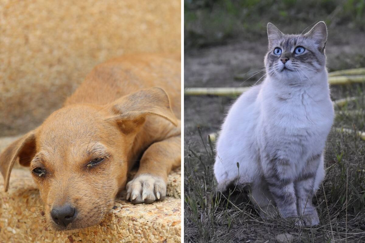 ¿Cuántos perros y gatos callejeros hay en México?