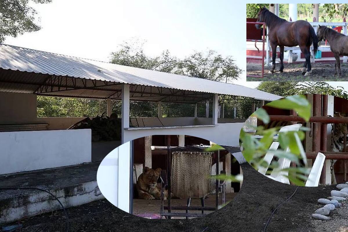 Rescatan a hombre secuestrado en ranchería de Tabasco durante cateo; también a animales salvajes