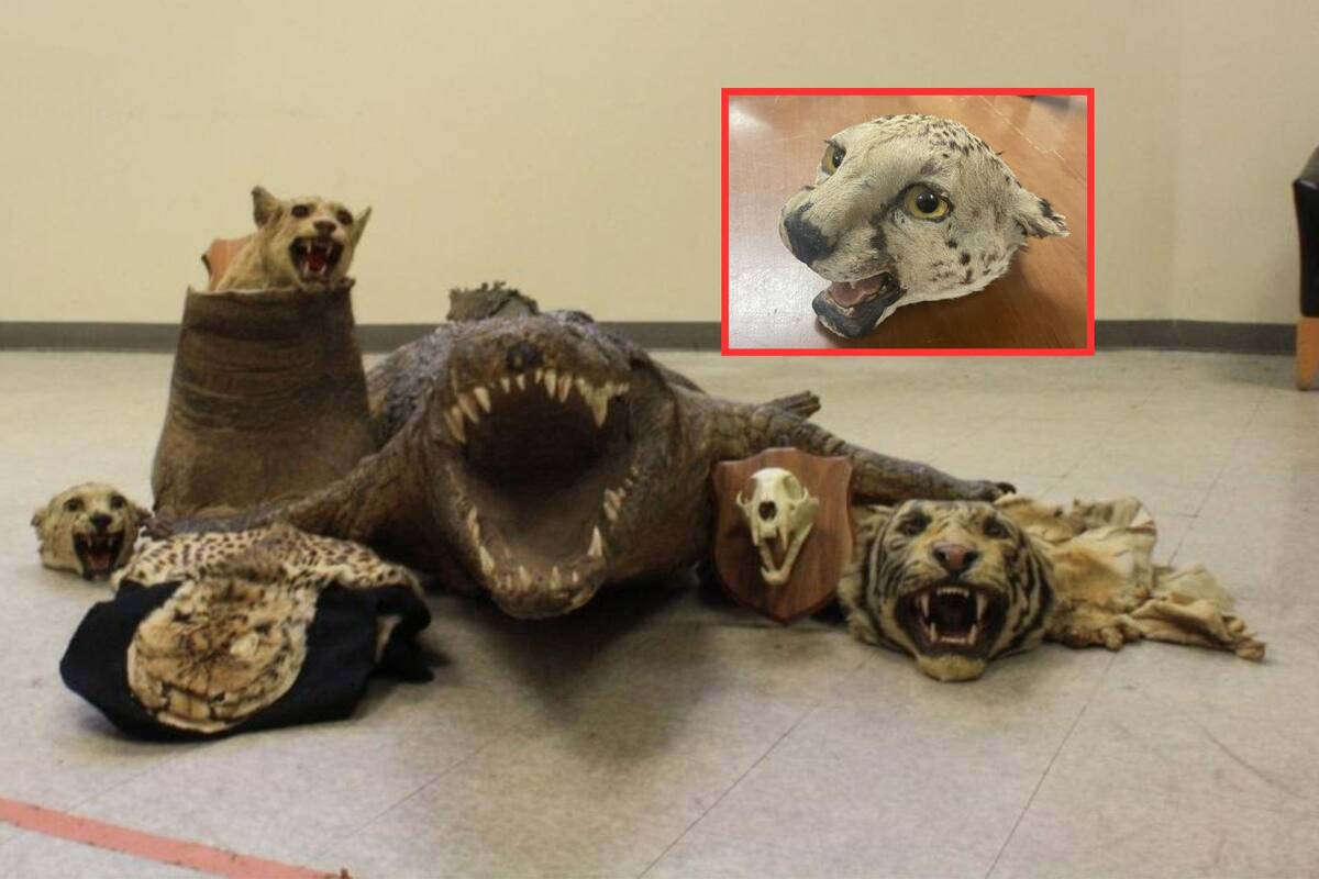 Arrestan a hombre que vendía cabeza de puma y otras partes disecadas  de animales exóticos en Nueva York