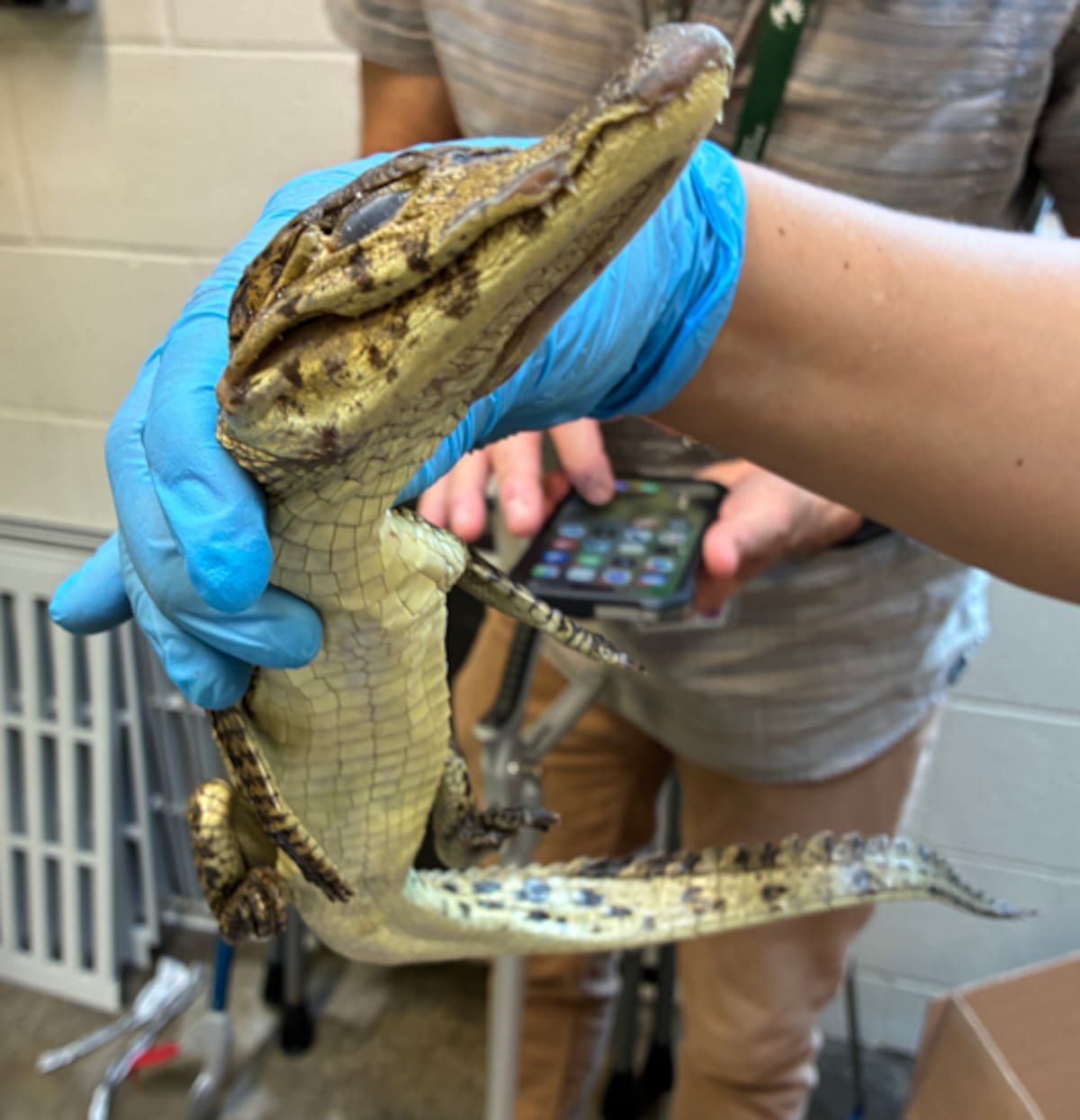 Autoridades estadounidenses localizaron decenas de reptiles ocultos en un vehículo durante una investigación por presunto tráfico de vida silvestre entre México y Estados Unidos. Foto: Cortesía.