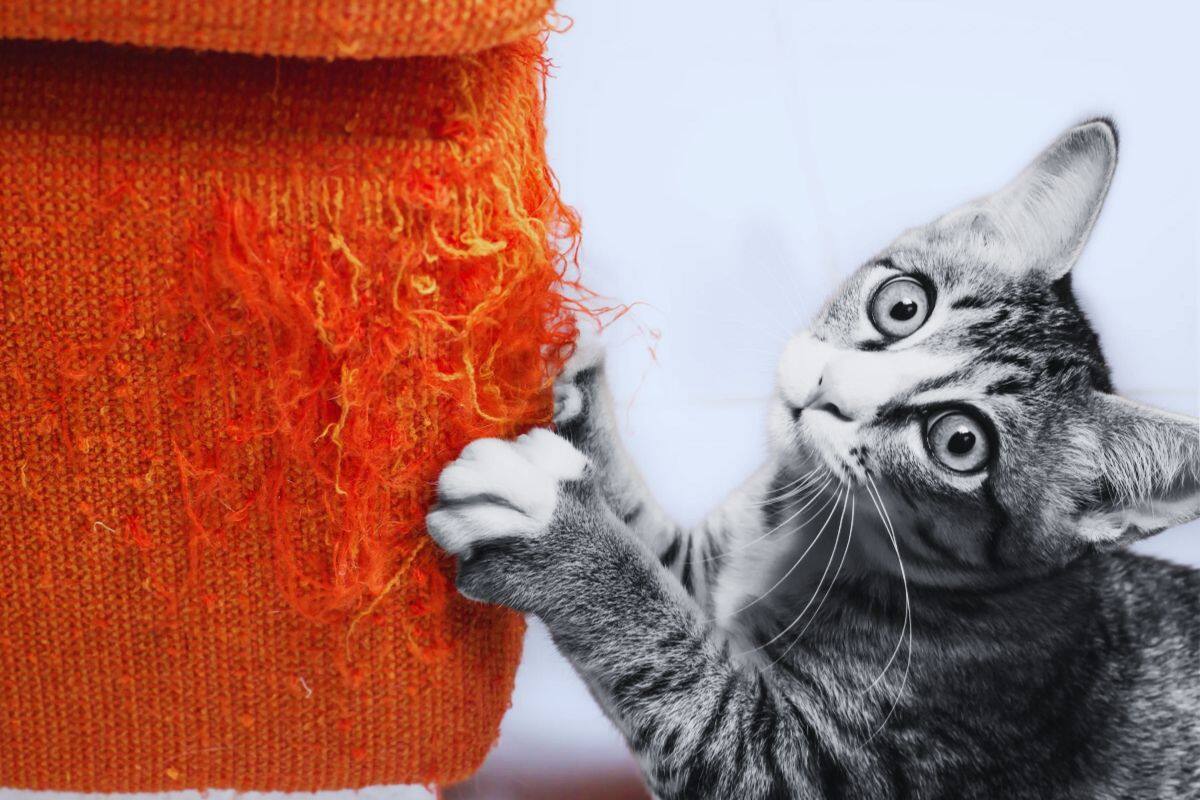 ¿Cómo evitar que mi gato rasque los muebles? Los trucos que propone la ciencia