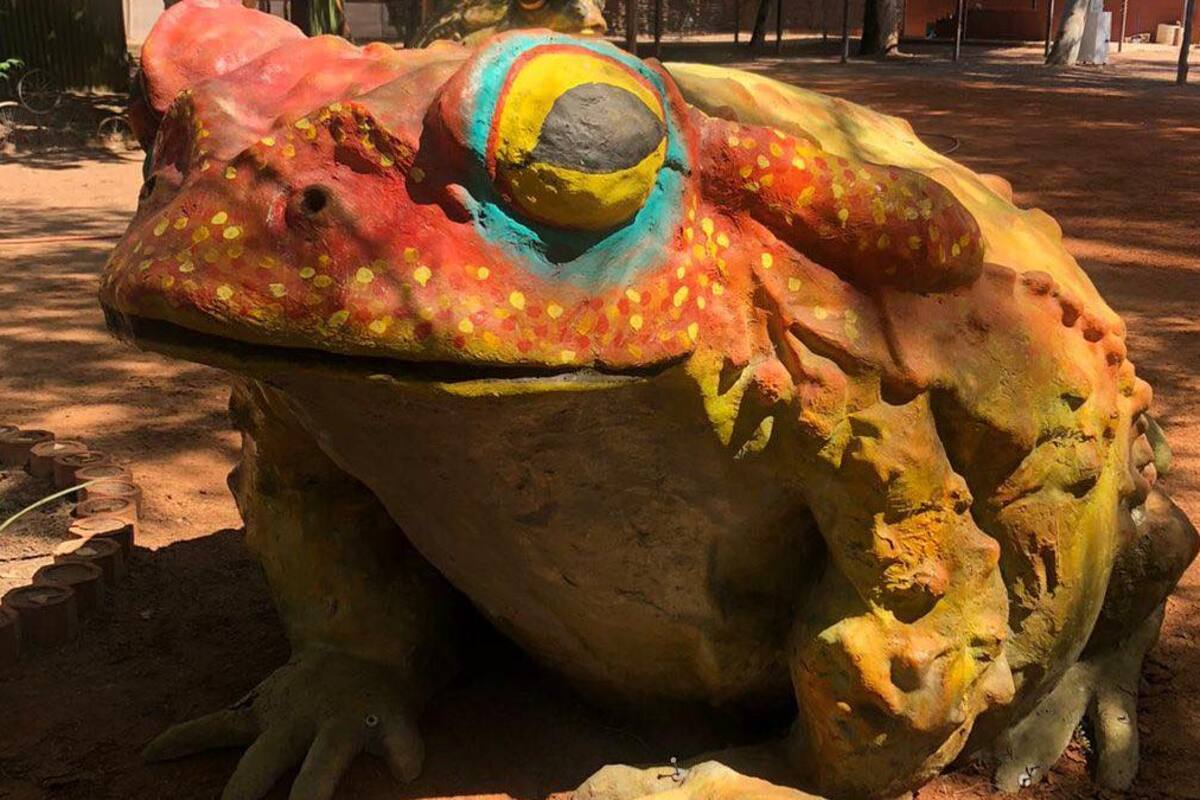 Reubican a sapos de la plaza de Cócorit