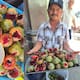 ¡Puro chuqui!: Regresan las pitayas al Centro de Hermosillo; ya se venden en 10 pesos la pieza