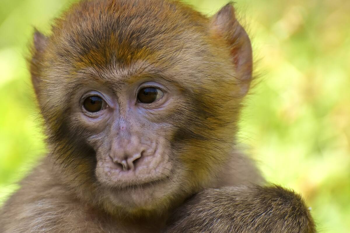 Bibi, el mono que ha creado una amistad con patos y es viral