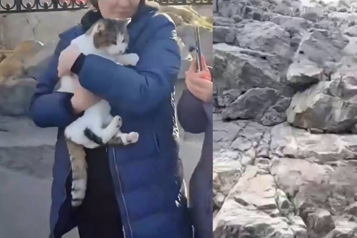 Gata cae desde un acantilado en Crimea y sobrevive de forma milagrosa