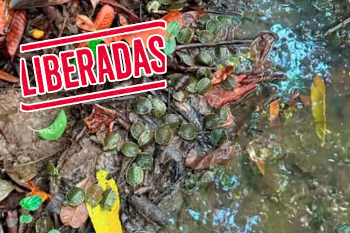 Liberan más de 2,300 tortugas en Chiapas tras operativo contra tráfico ilegal de especies