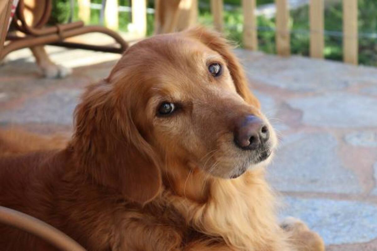 Perrita que caminó casi 100 kilómetros para reunirse con sus dueños
