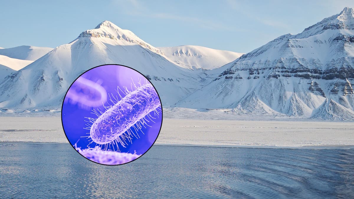 Microbios prehistóricos “despiertan” por el deshielo en el Ártico: ¿podrían afectar la salud humana? Esto dicen los científicos
