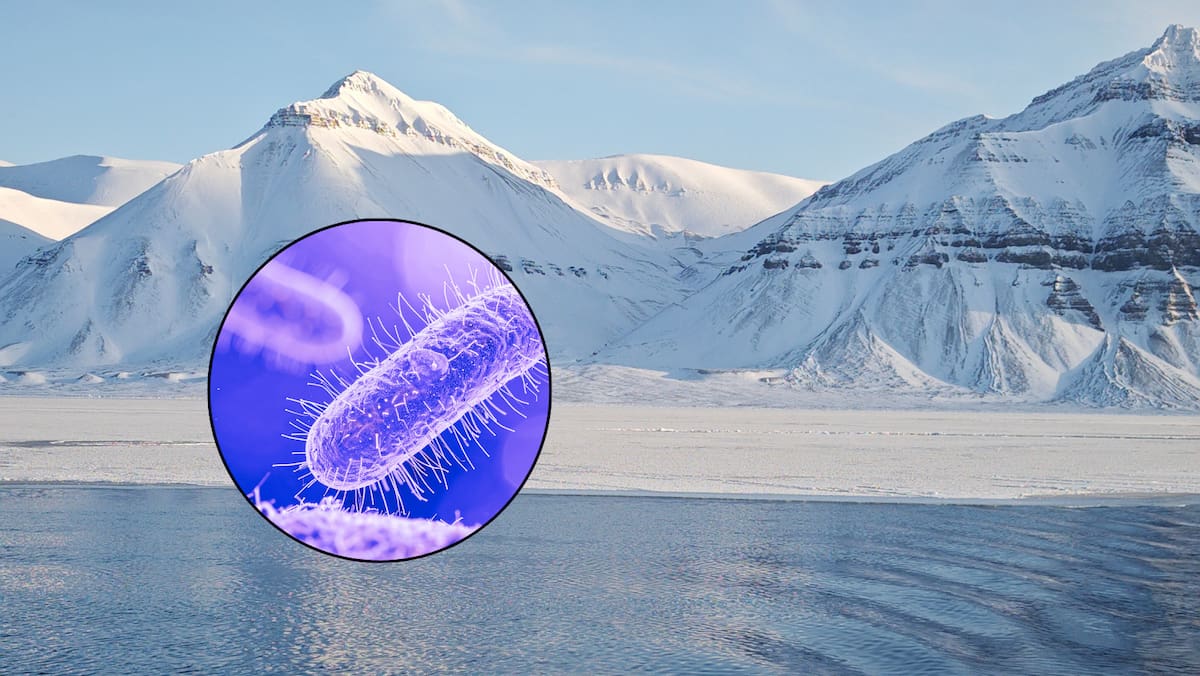 Investigadores estudian microorganismos que lograron sobrevivir durante miles de años bajo las capas de suelo congelado.