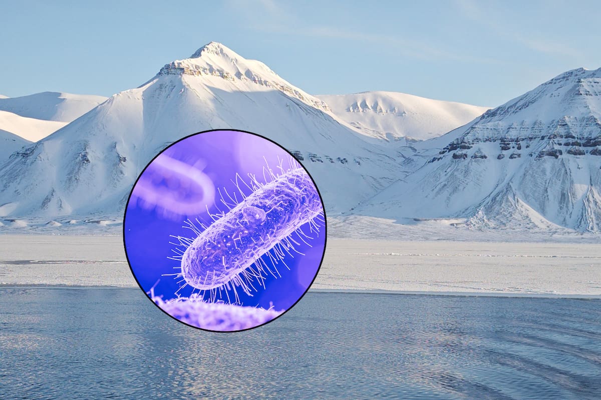 Microbios prehistóricos “despiertan” por el deshielo en el Ártico: ¿podrían afectar la salud humana? Esto dicen los científicos