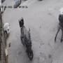Difunden video que muestra a soldados israelíes lanzando una bomba aturdidora dentro de un automóvil