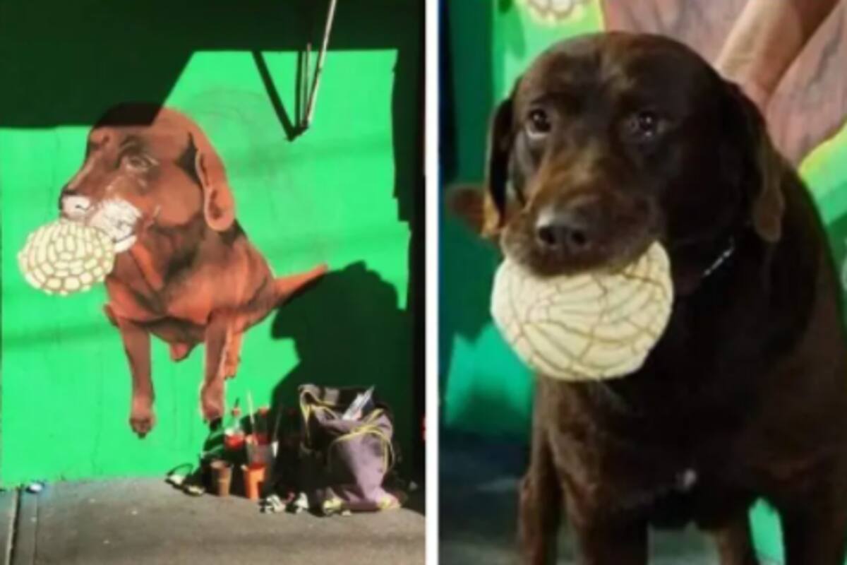 Pintan mural de 'El Conchas', perrito amante del pan dulce