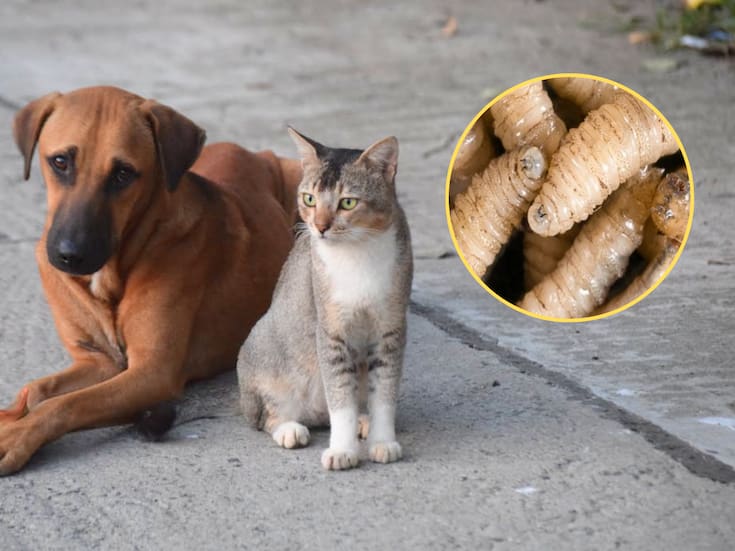 Así puedes identificar el gusano barrenador en tus mascotas y actuar a tiempo
