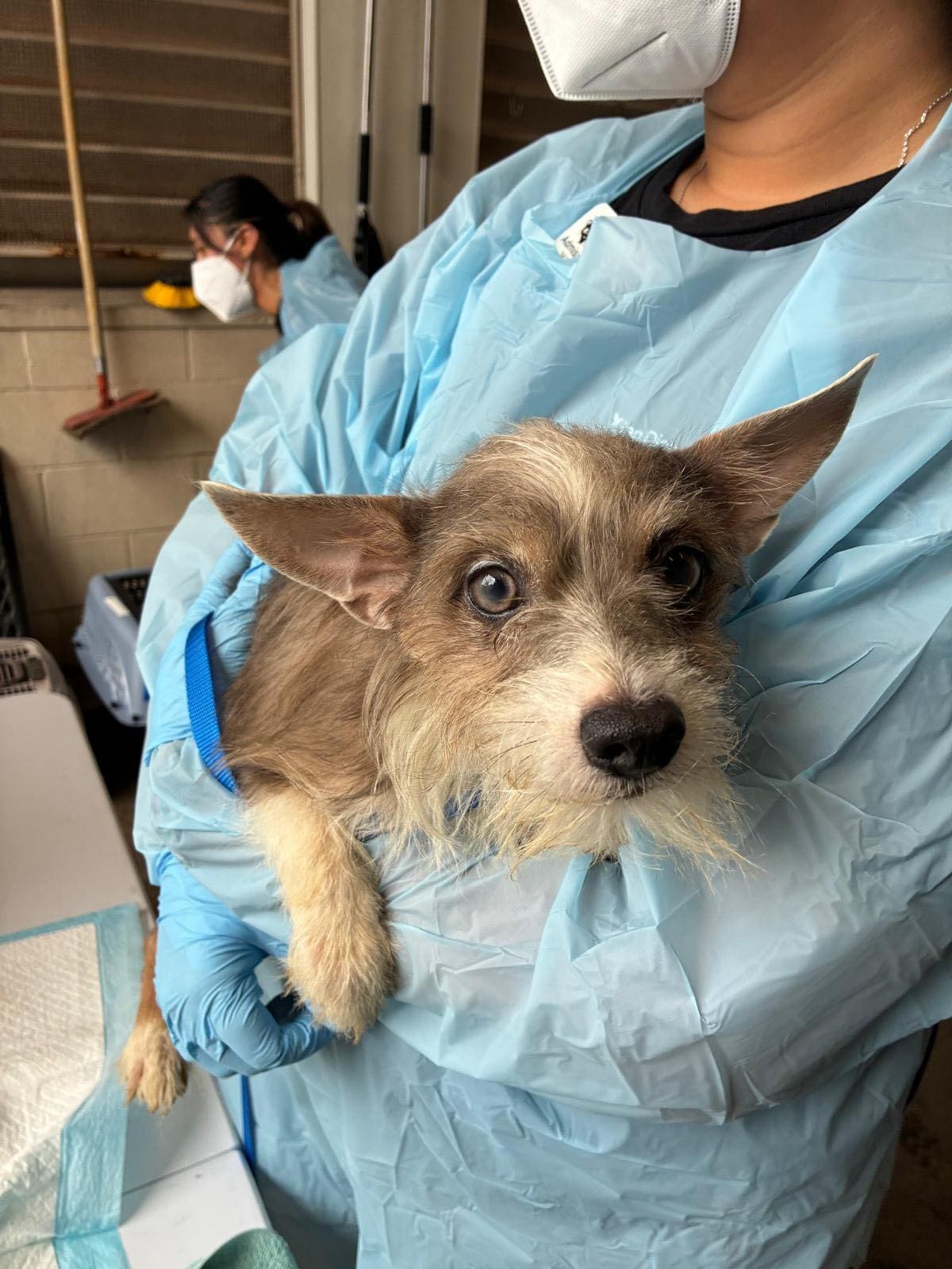 Un total de 40 perros, entre ellos tres cachorros de apenas una semana de nacidos, fueron rescatados de un apartamento en el área de La Mesa y quedaron bajo resguardo de la Sociedad Protectora de Animales de San Diego.
Foto: Cortesia