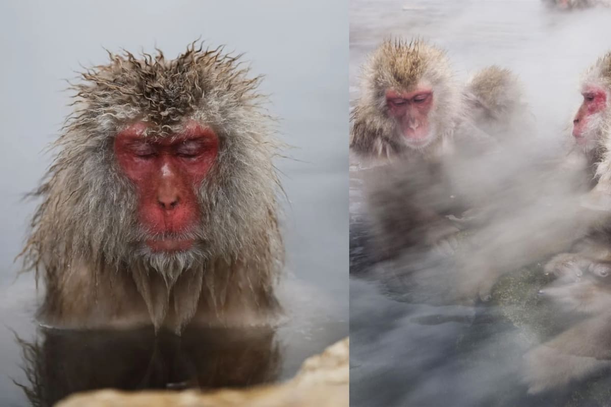 ¿Quiénes son los monos japoneses de la nieve y qué los hace tan extraordinarios y populares?