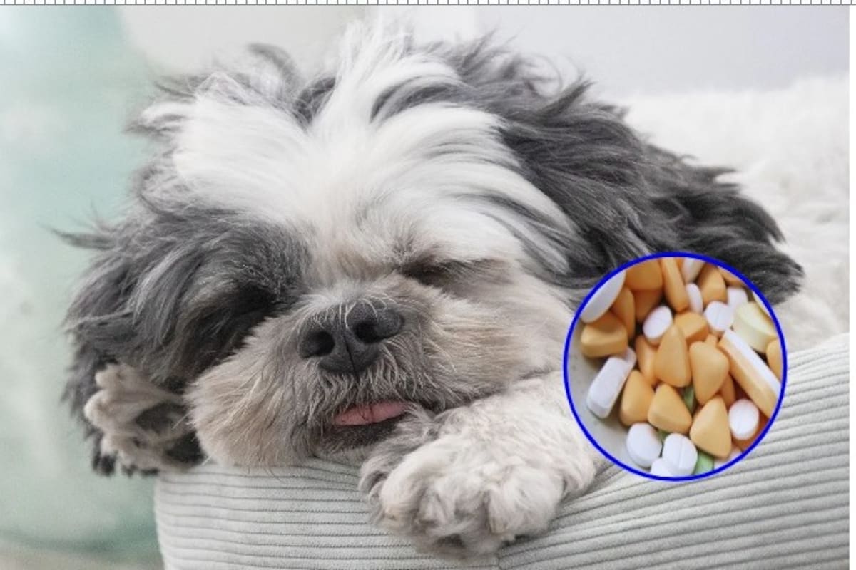 Cuatro trucos para darle medicamentos a tu mascota