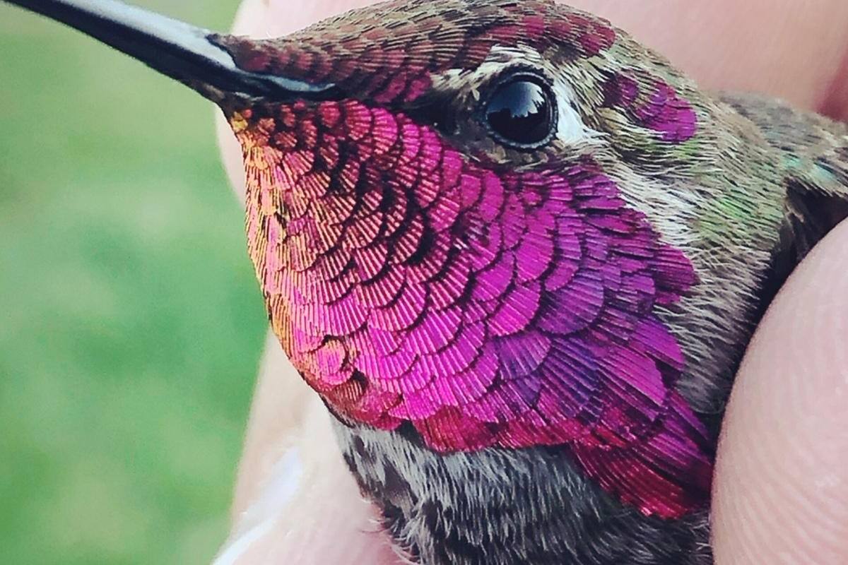 Conoce y aporta a la vida de los colibríes en Sierra Vista