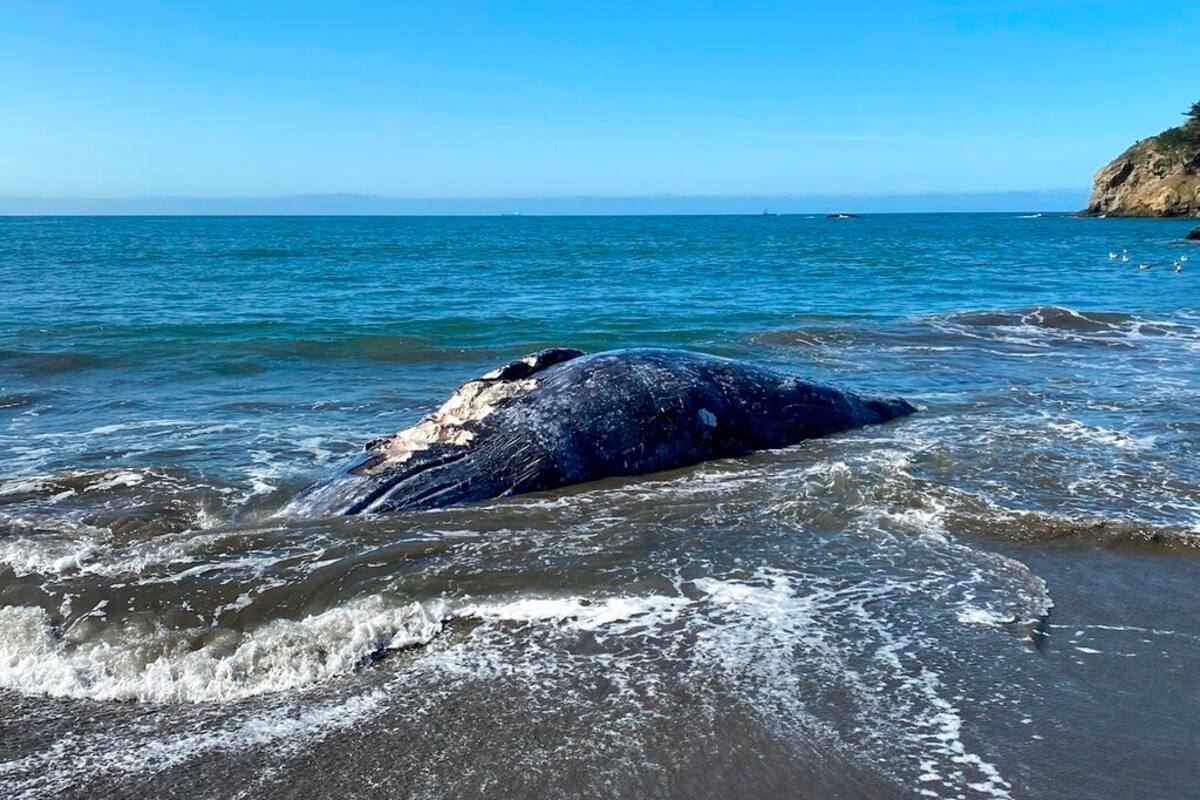 Hallan cuatro ballenas muertas en la Bahía de San Francisco