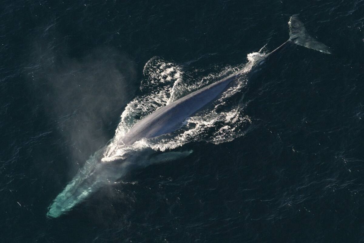 Encuentran nueva especie de ballena en Japón