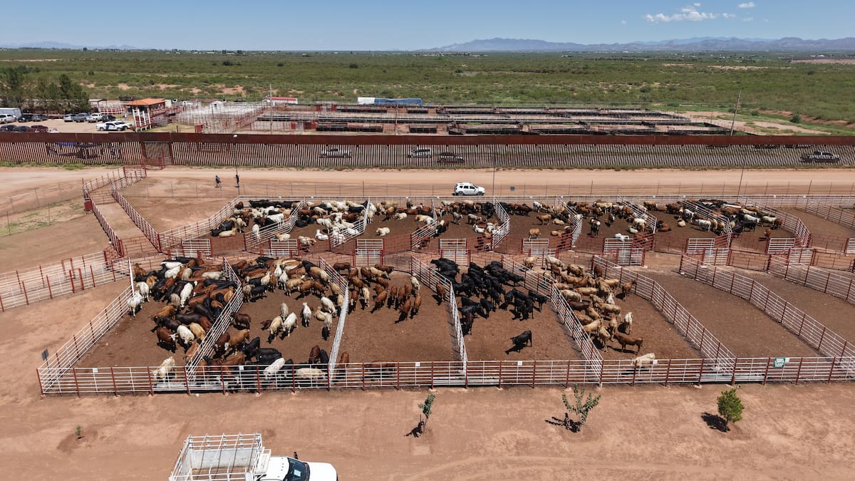 El primer envío de ganado pasó por filtros de revisión de autoridades mexicanas y estadounidenses antes de ingresar al mercado de Estados Unidos. FOTO: JULIÁN ORTEGA