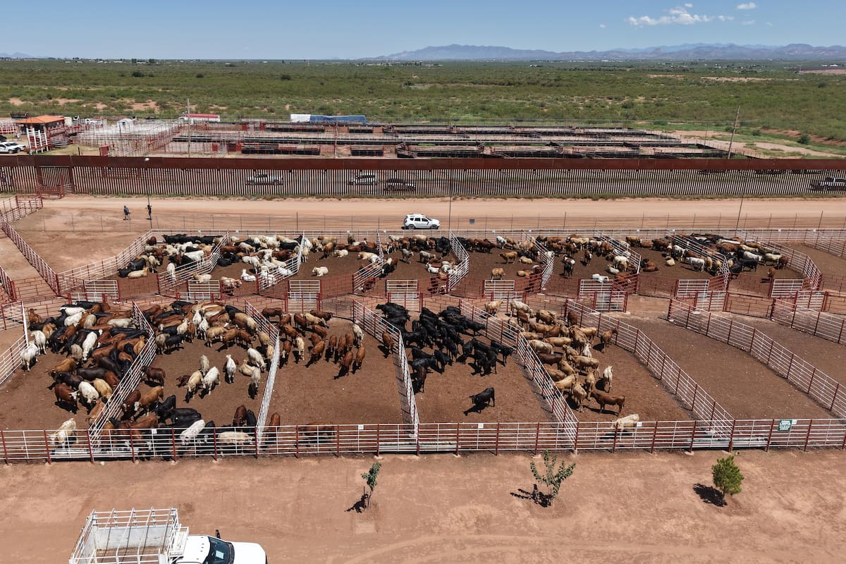 Envían 719 reses sonorenses a EEUU por Agua Prieta en el primer cruce tras casi dos años de cierres intermitentes a la exportación de ganado por el gusano barrenador; el precio alcanza 4 dólares por libra