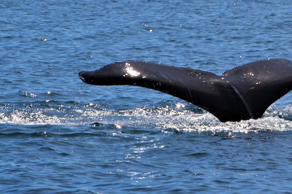 Encuentran ballena muerta en playa de Sinaloa, la tercera en el mes