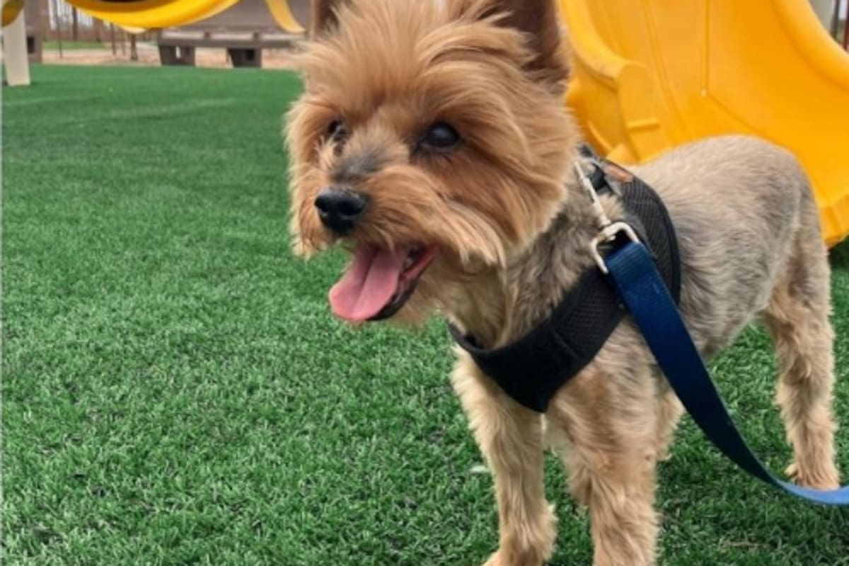 Se proyecta nueva zona canina para el Bosque de la ciudad antes de terminar el año