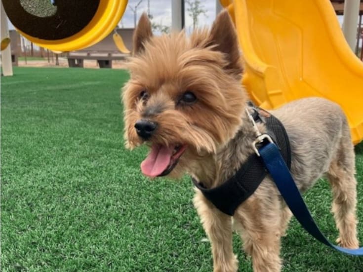 Se proyecta nueva zona canina para el Bosque de la ciudad antes de terminar el año