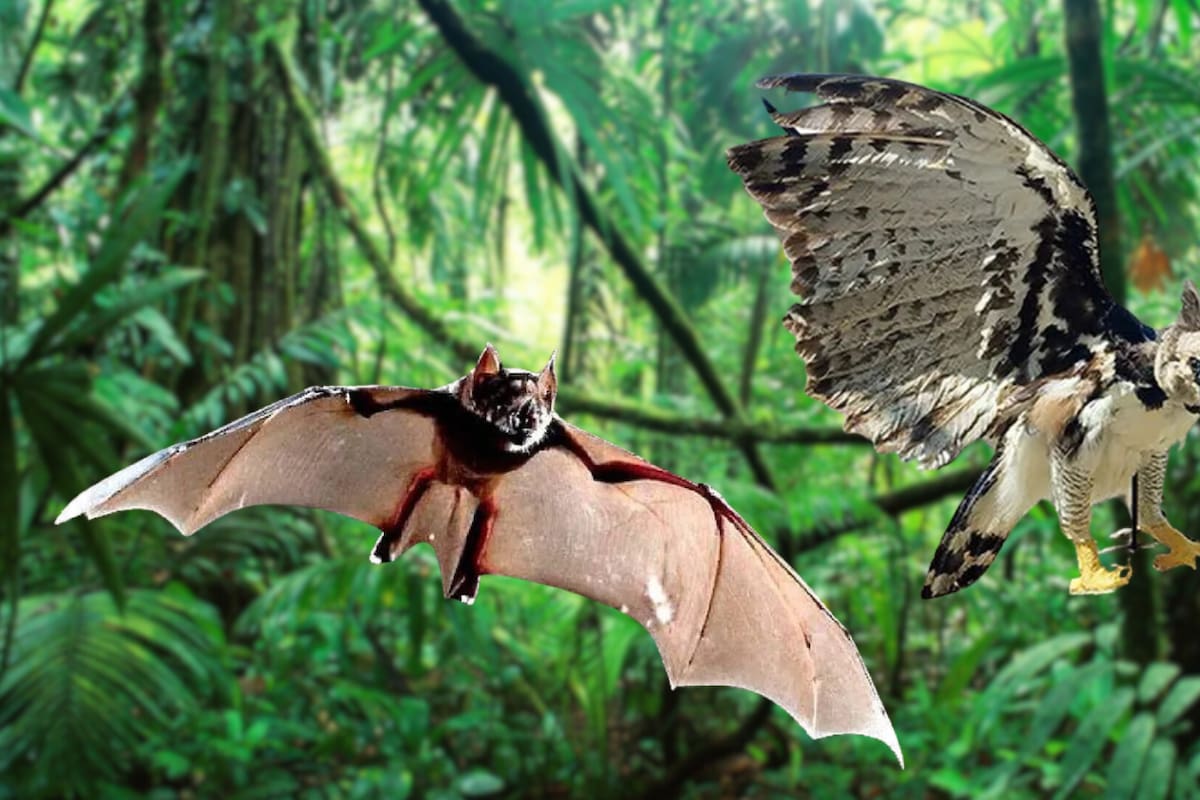 Descubren una nueva especie de murciélago gigante y hallan ejemplar del águila arpía, que se creía extinta en México, en la Selva Lacandona