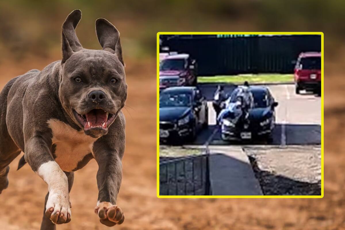 VIDEO: Momento en que mujer con ocho meses de embarazo es atacada por un pitbull frente a sus hijos pequeños en Texas