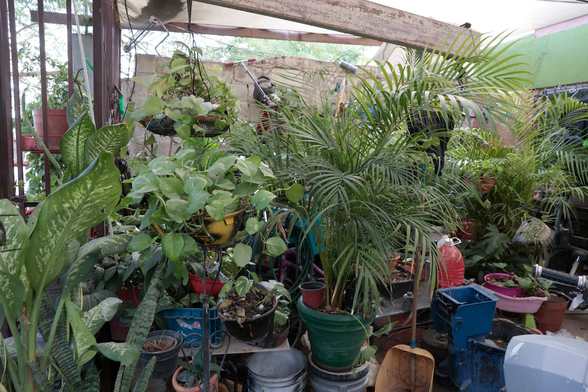 Unen esfuerzos por un Hermosillo más verde