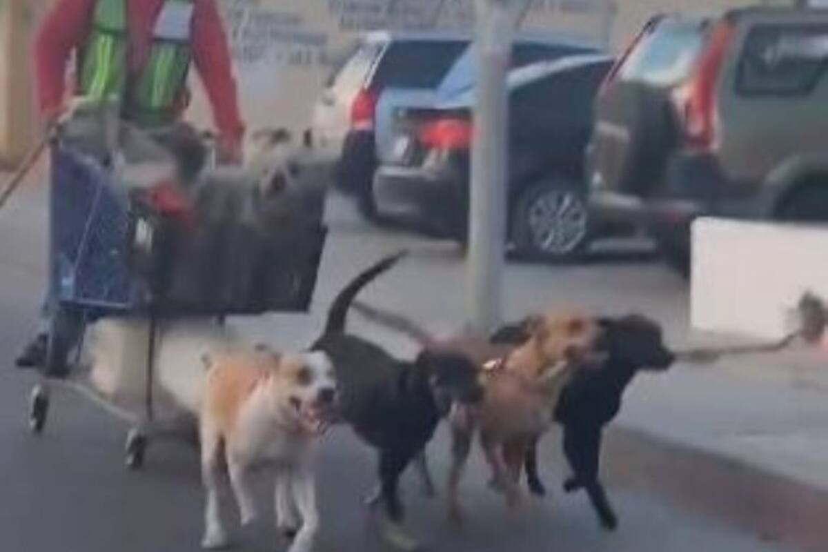 VIDEO: Hombre mayor en carrito de Supermercado jalado por perros causa furor en redes