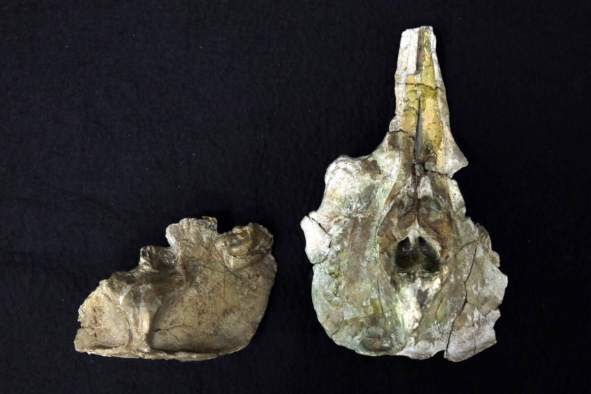 Fósil más antiguo de delfín baiji de más de 11 millones de años en Japón