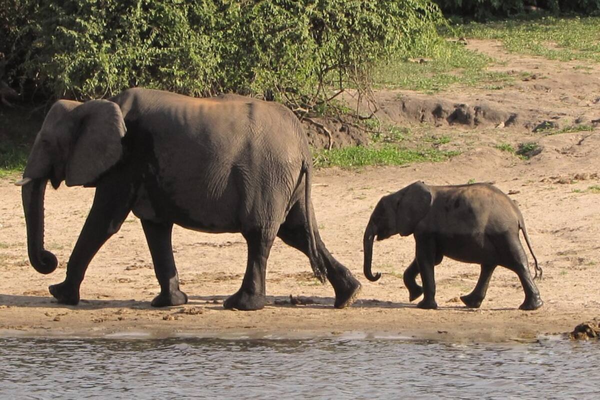 Rescatan a un pequeño elefante con una excavadora