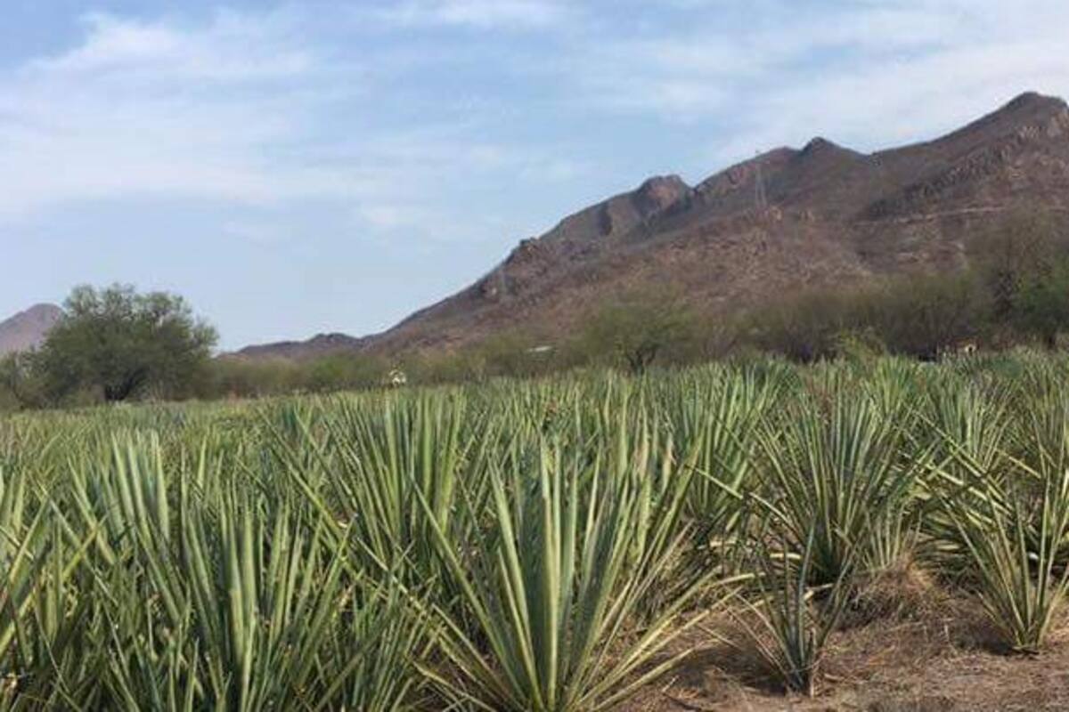 Logran mujeres productoras exportaciones de bacanora