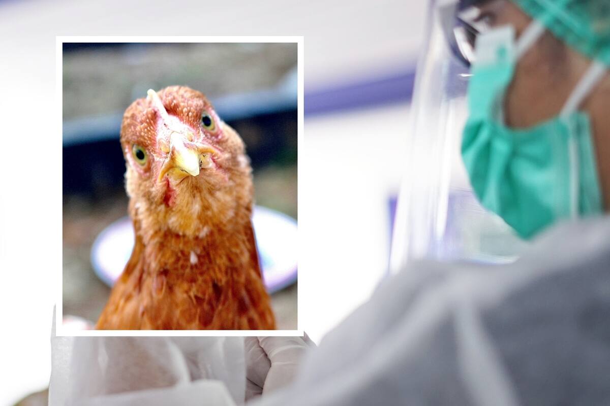 Descartan contagio de influenza aviar H5N2 por consumo de carne de ave: UNISON