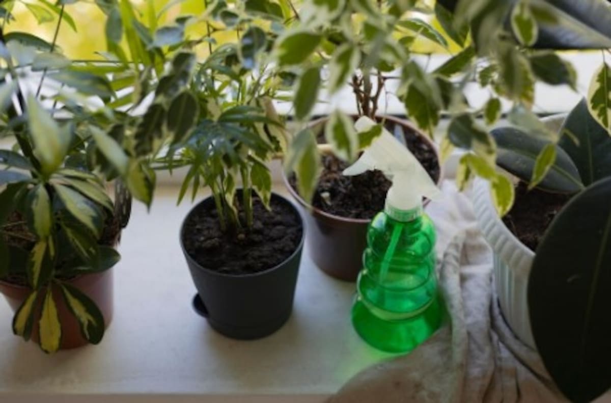 Revisa que tus plantas no tengan plagas