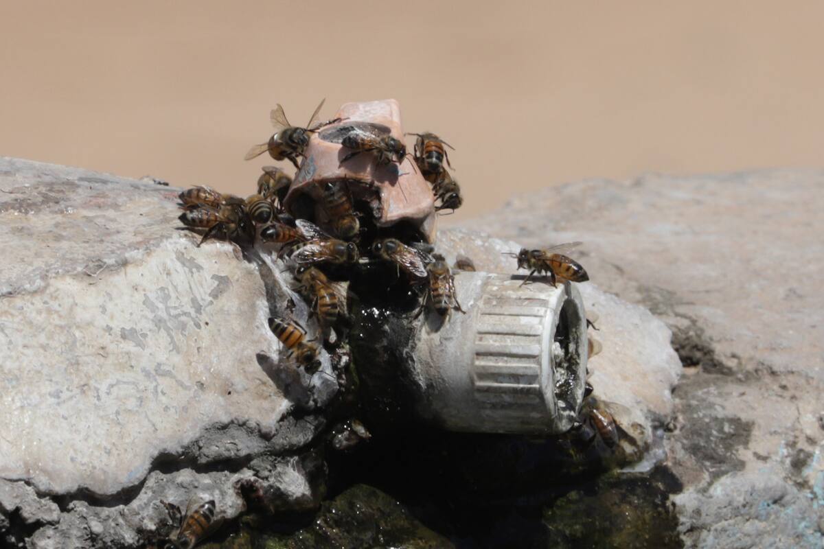 Enjambre de abejas mata hombre que las molestó cerca de su casa en Sinaloa