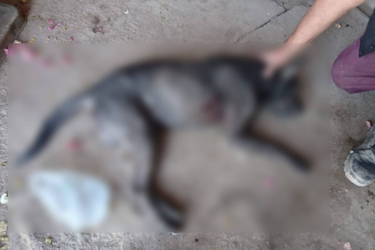 Asesinan a perro con arma de fuego