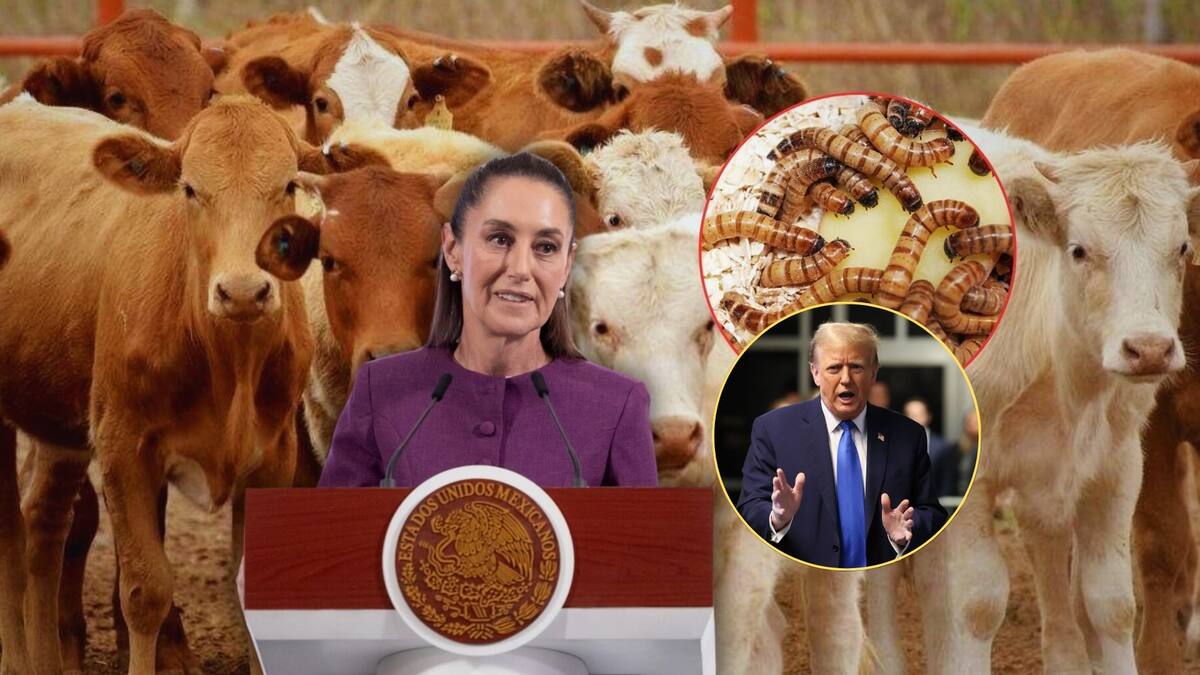 Cada día que la frontera con Estados Unidos permanece cerrada para la exportación de ganado, los ganaderos mexicanos dejan de mover cerca de 11.4 millones de dólares. Foto: Especial