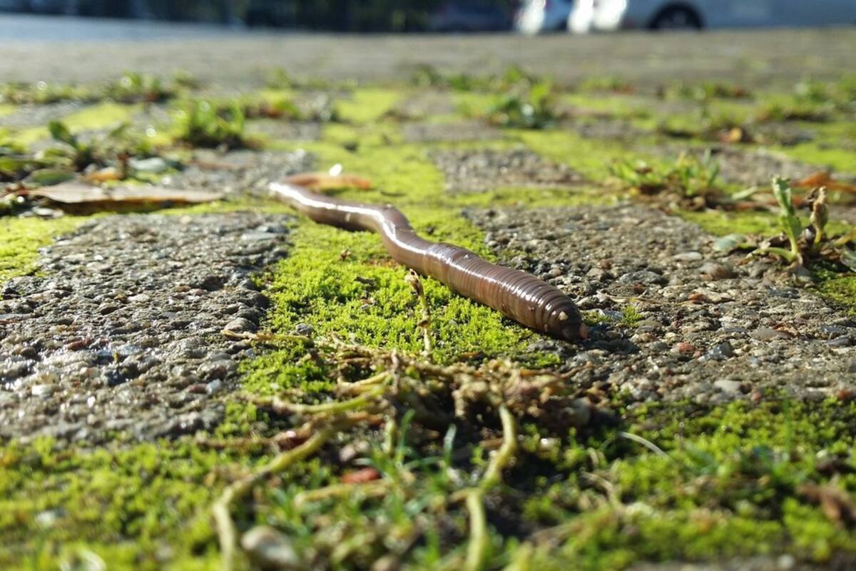 'Gusanos saltarines' invaden varios estados de EU