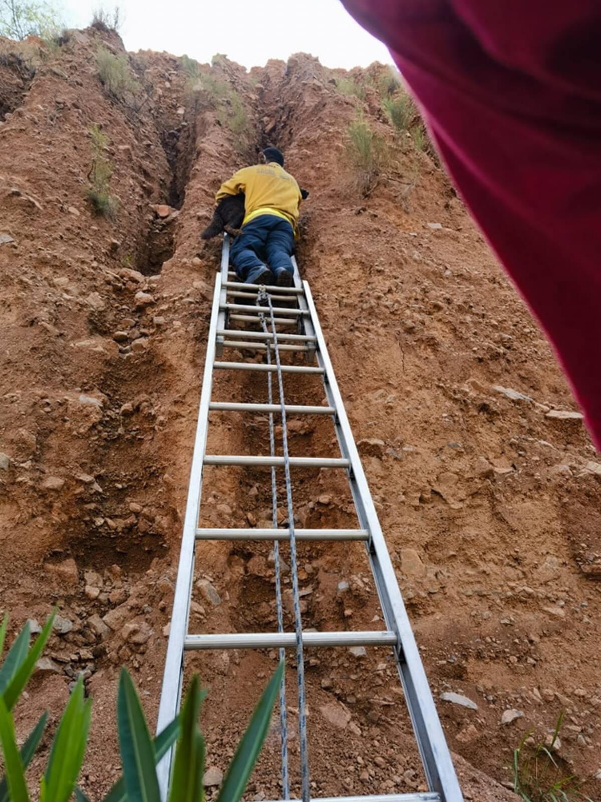 Una mascota canina fue rescatada de una grieta de delmedio de un cerro cortado y deslavado a un costado del Periférico Colosio rumbo a la garita Mariposa