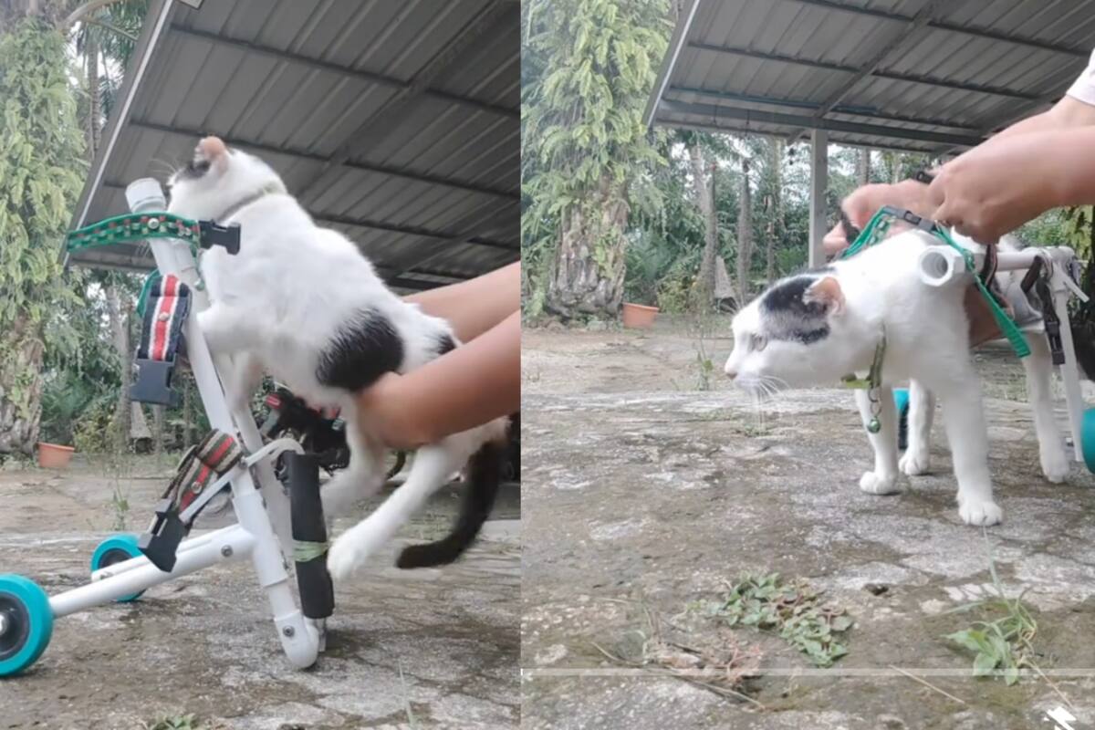 Gato con parálisis parcial se gana el corazón de internet: así logra moverse gracias a su caminadora
