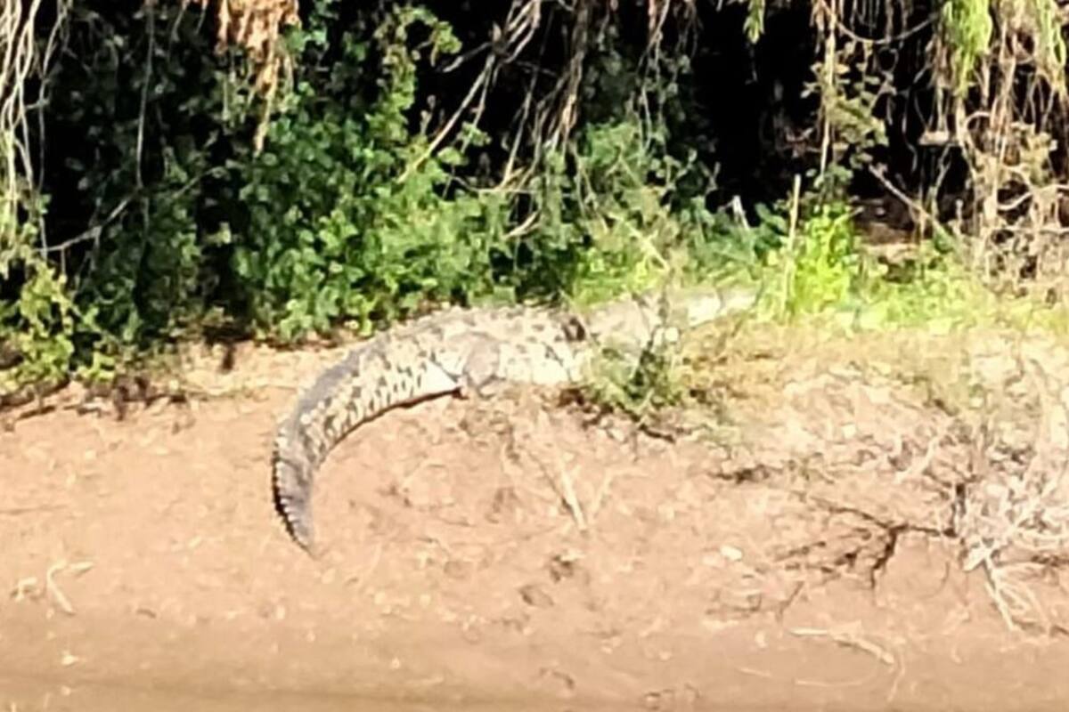 Familias Guasavenses en alerta tras recientes avistamientos de cocodrilos